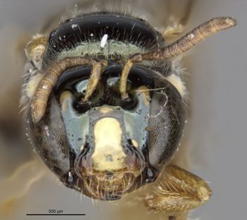 Media type: image;   Entomology 15814 Aspect: head frontal view